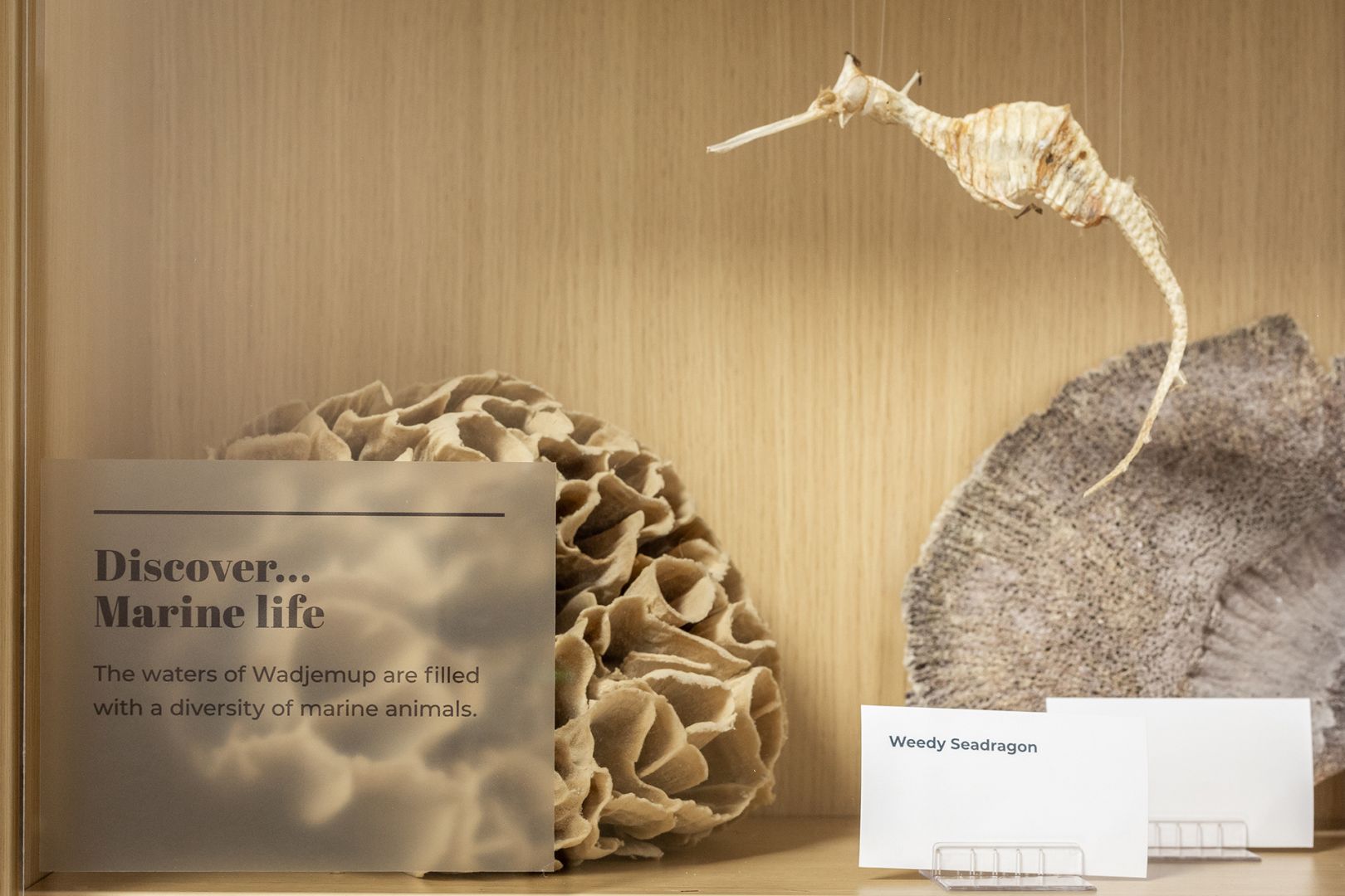 Creative Spaces - Projects - Wadjemup Museum Refurbishment - Display Objects